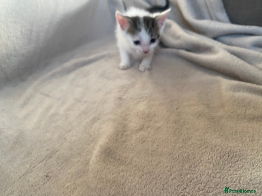 British Shorthair cats for sale: Lovely kittens            - Image 2