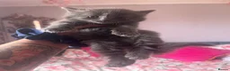 Mixed Breed cats for sale: Three gorgeous fluffy girls  in Southampton - Advert 4