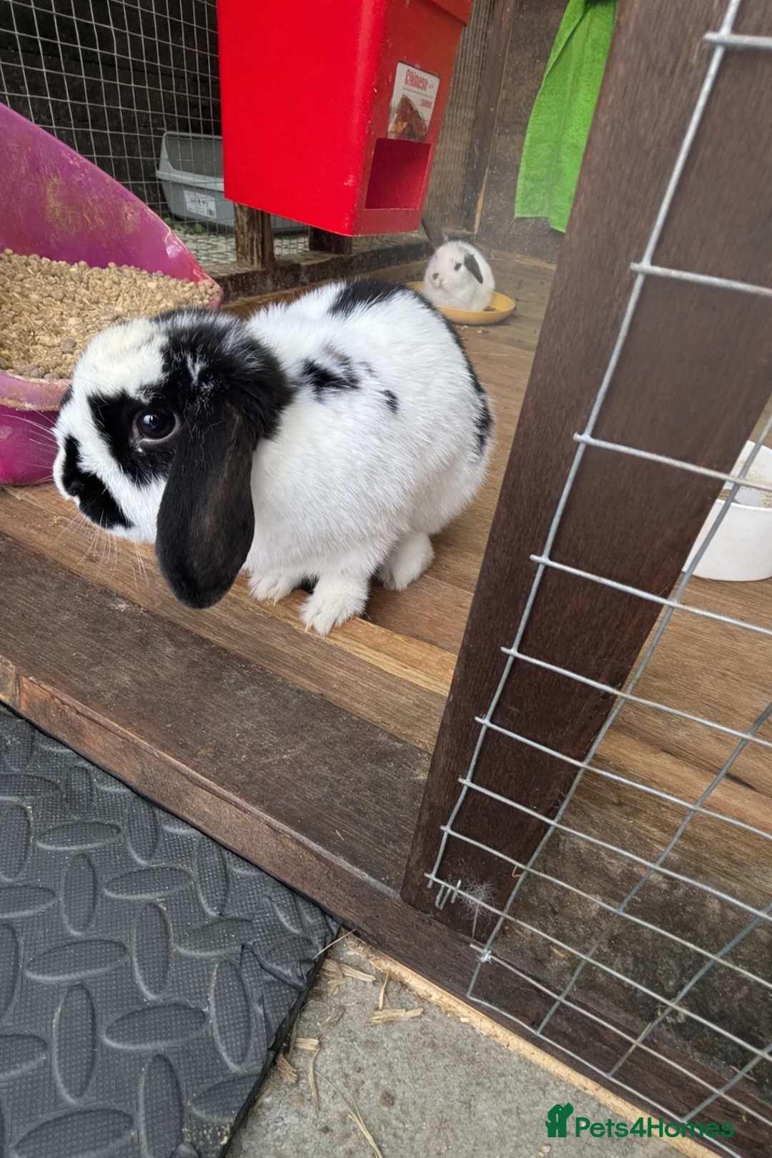 Mini Lop rabbits for sale: mini lop ear babies - Advert 1