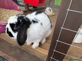 Mini Lop rabbits mini lop ear - Advert 2