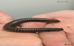 Millipedes invertebrates for sale: 2 Giant Olive Millipedes  - Image 3