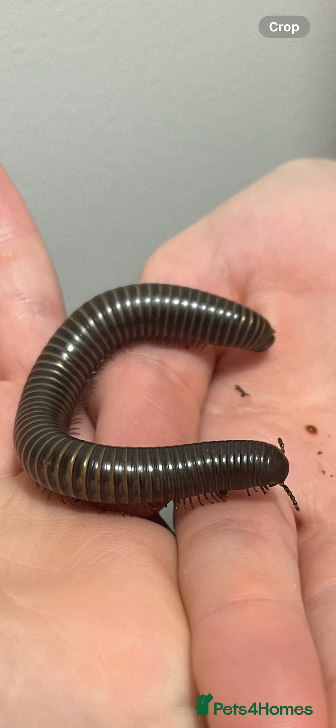 Millipedes invertebrates for sale: 2 Giant Olive Millipedes  - Image 3