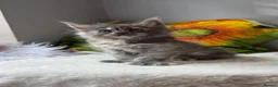 Maine Coon cats for sale: Beautiful litter of 7 Maine Coon kittens  - Advert 11