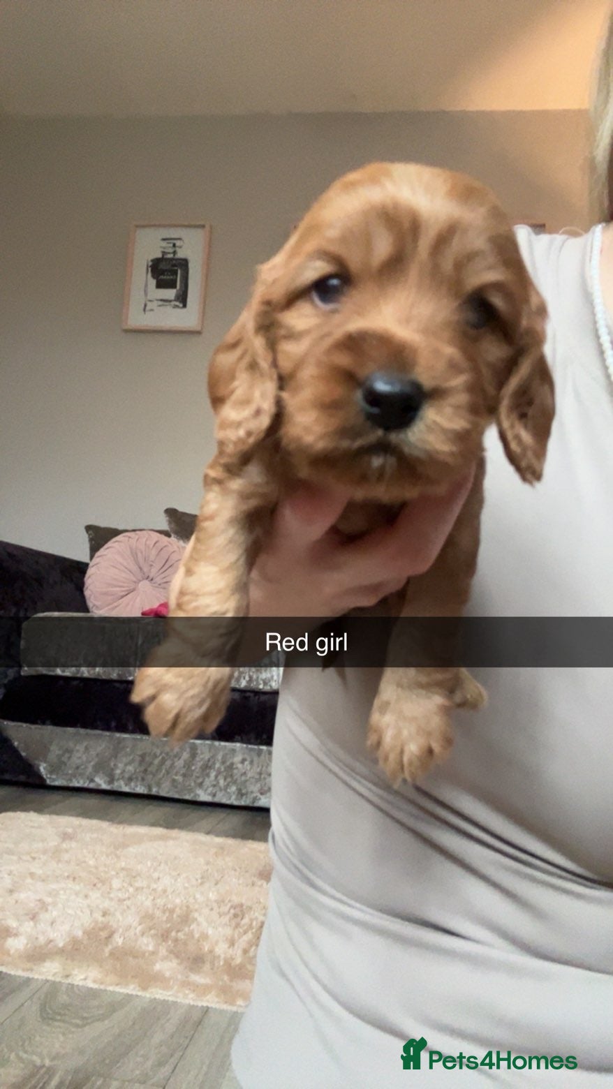 Cockapoo Puppy 8