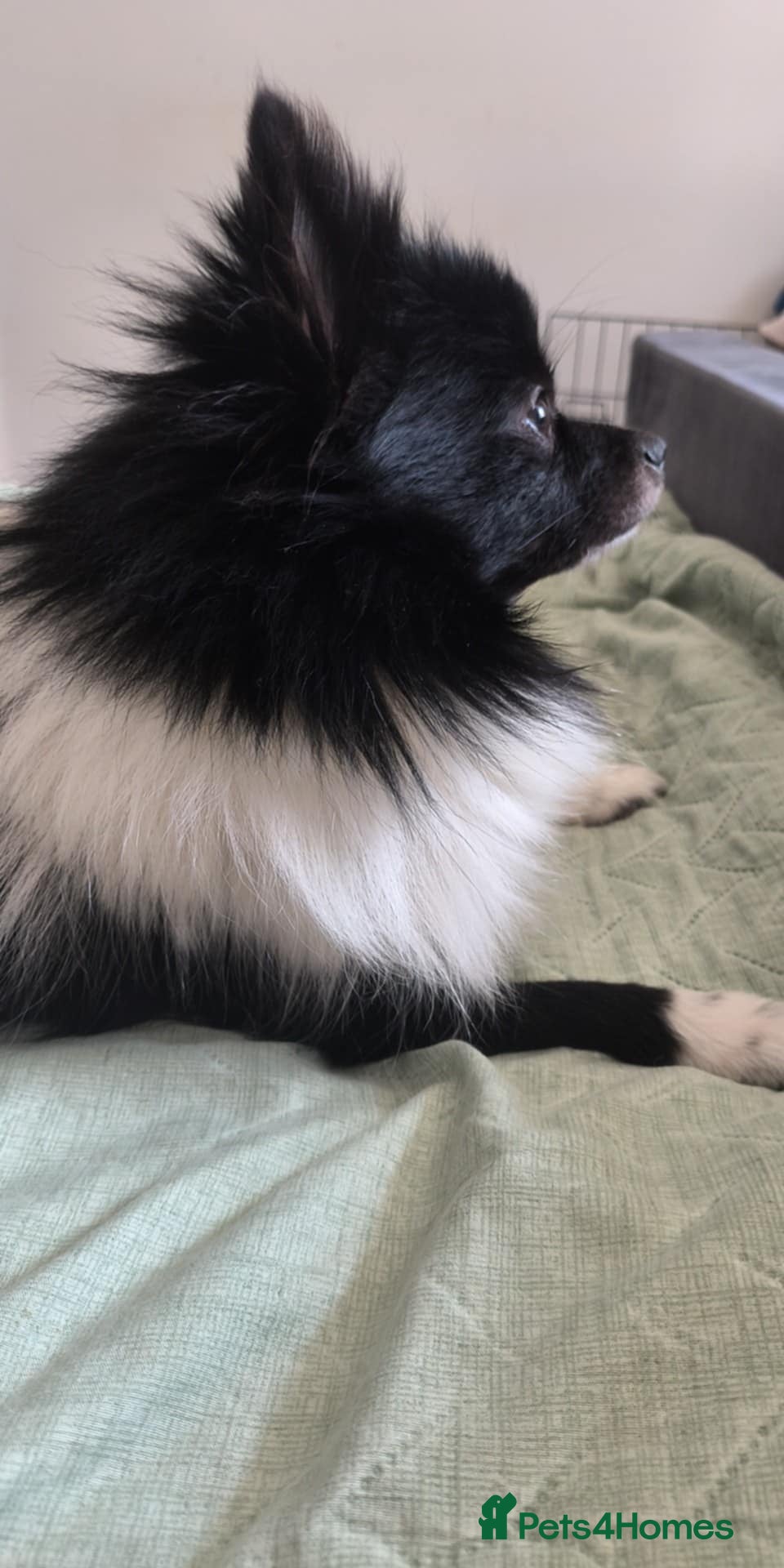 Pomeranian dogs My name is Bajzel - Advert 13