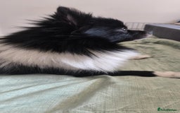 Pomeranian dogs for sale: My name is Bajzel - Advert 1