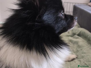 Pomeranian dogs My name is Bajzel - Advert 6