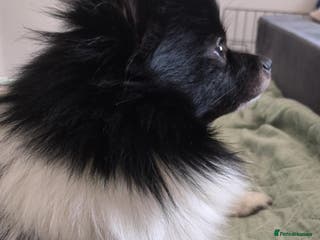 Pomeranian dogs My name is Bajzel - Advert 9