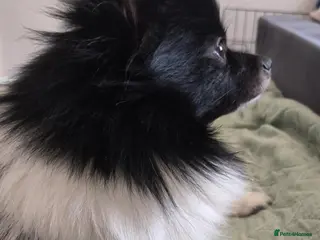 Pomeranian dogs My name is Bajzel - Advert 1