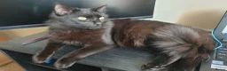 Mixed Breed cats for sale: Beautiful Male Neutered Black House Cat - Advert 9