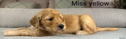 Goldendoodle dogs for sale: HEREDITARY HEALTH TESTED MUM. DNA TESTED DAD - Advert 10