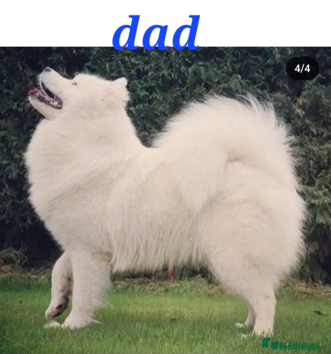 Samoyed dogs for sale: A beautiful little Samoyed girl for sale in Ashbourne - Advert 26