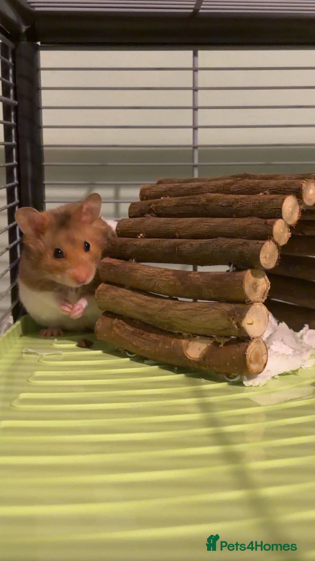 Hamster rodents Male Syrian Hamster  - Advert 7
