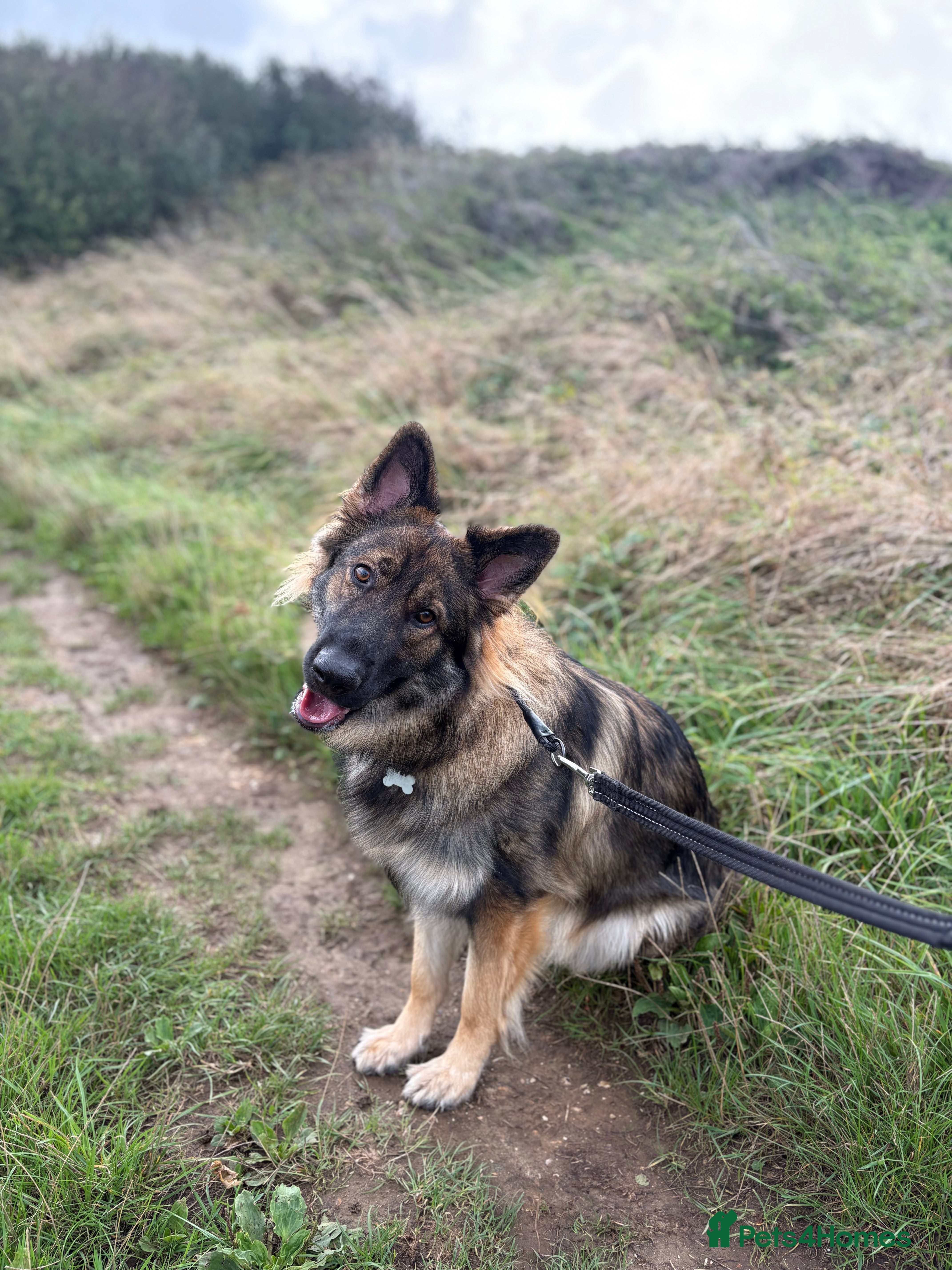 German Shepherd dogs Beautiful 22 month old male German shepherd  in Peacehaven - Advert 3
