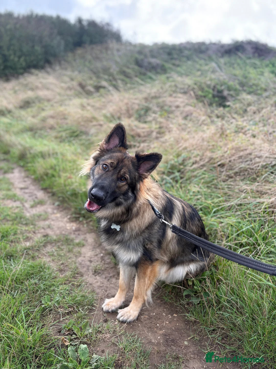 German Shepherd dogs for sale: Beautiful 22 month old male German shepherd  - Advert 1