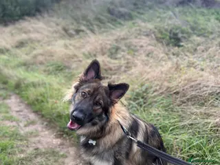 German Shepherd dogs Beautiful 22 month old male German shepherd in Peacehaven - Advert 3