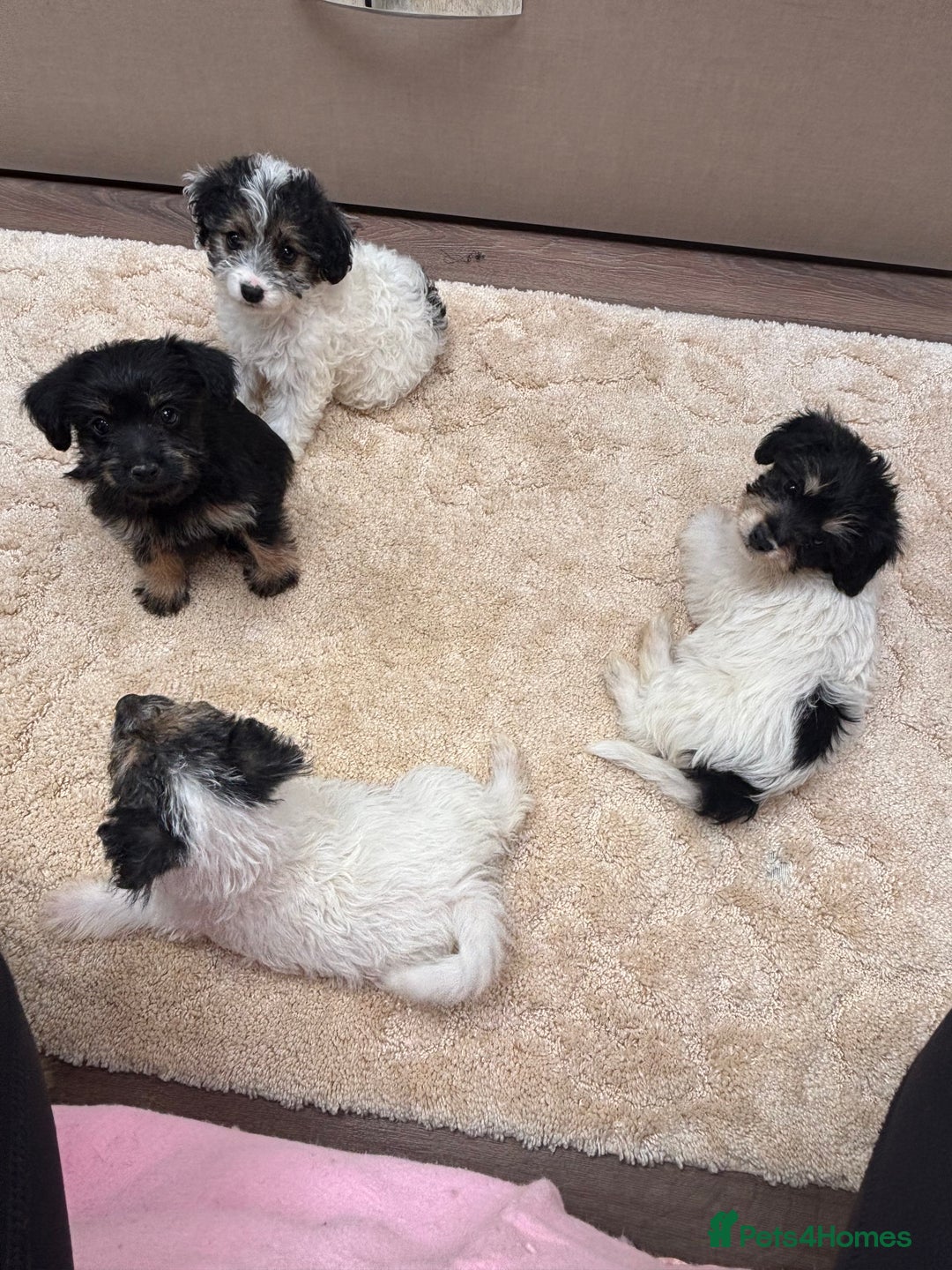 Jackapoo dogs for sale: Jackapoo puppy’s  - Image 13