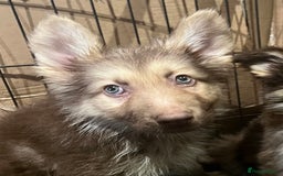 German Shepherd dogs for sale: German Shepherd Puppies Liver Isabella Blue Black  - Advert 5