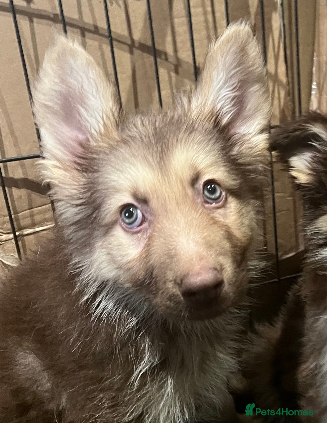 German Shepherd dogs for sale: German Shepherd Puppies Liver Isabella Blue Black  - Advert 5