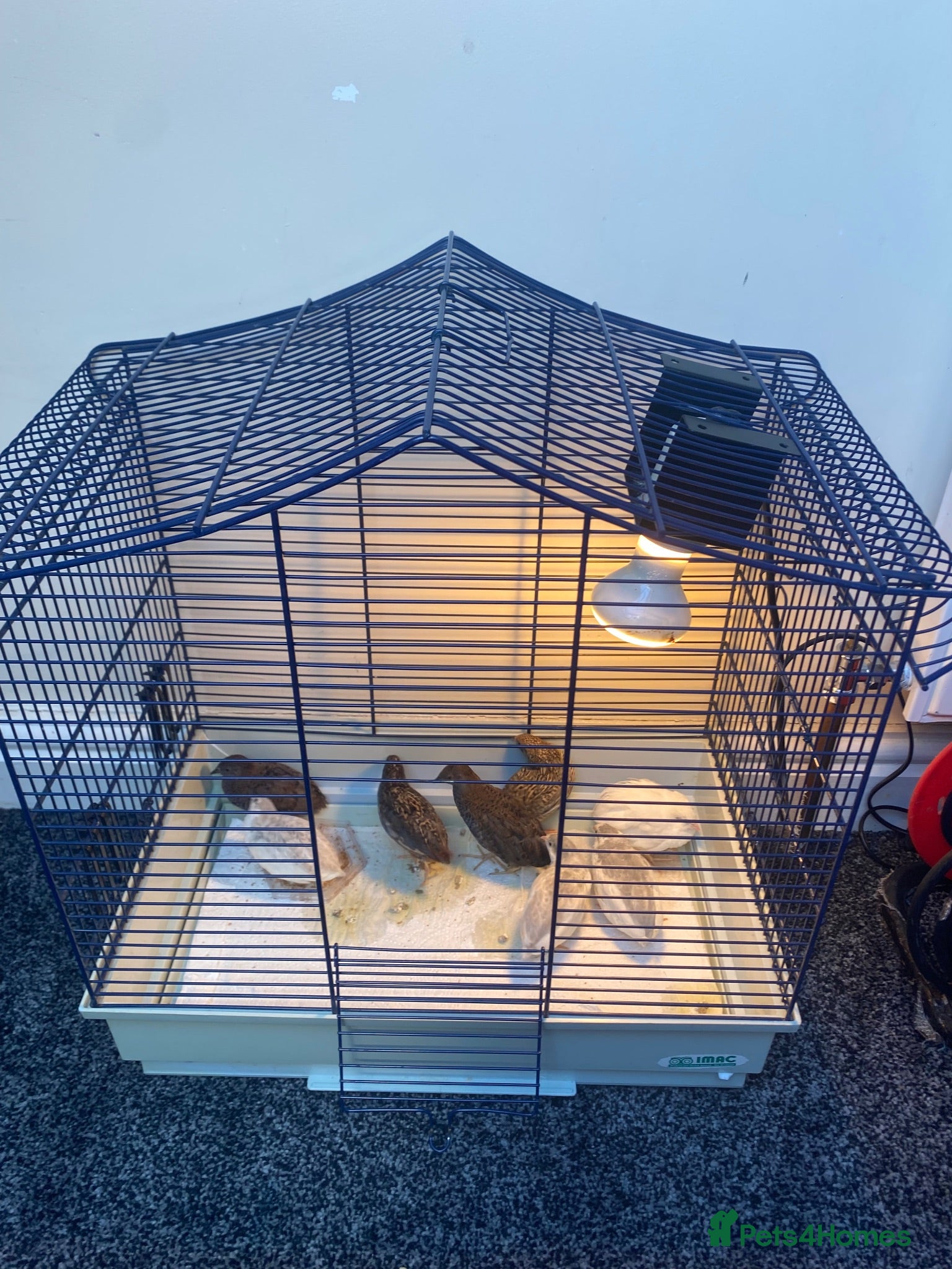 Quail poultry 3male 5female quail come from very fertile parents - Advert 1