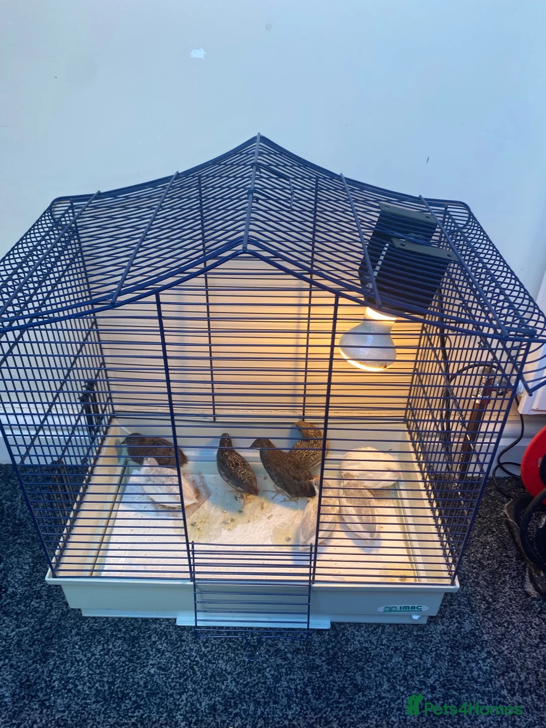 Quail poultry for sale: 3male 5female quail come from very fertile parents in Birmingham - Advert 1