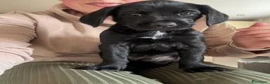 Puppy 3