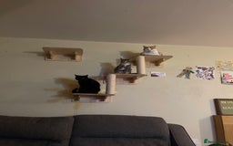 Domestic Shorthair cats for sale: Female Tabby and orange Kitten - Image 6