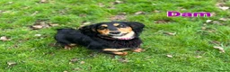 Cockerdor dogs for sale: Beautiful Cockerdor Puppies  - Advert 12