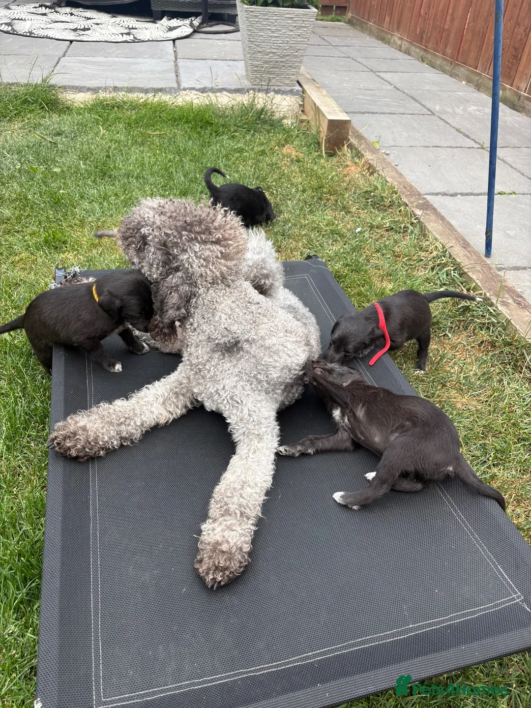 Mixed Breed dogs for sale: Genuine 1st cross Bedlington Terrier/Whippets in Durham - Advert 10