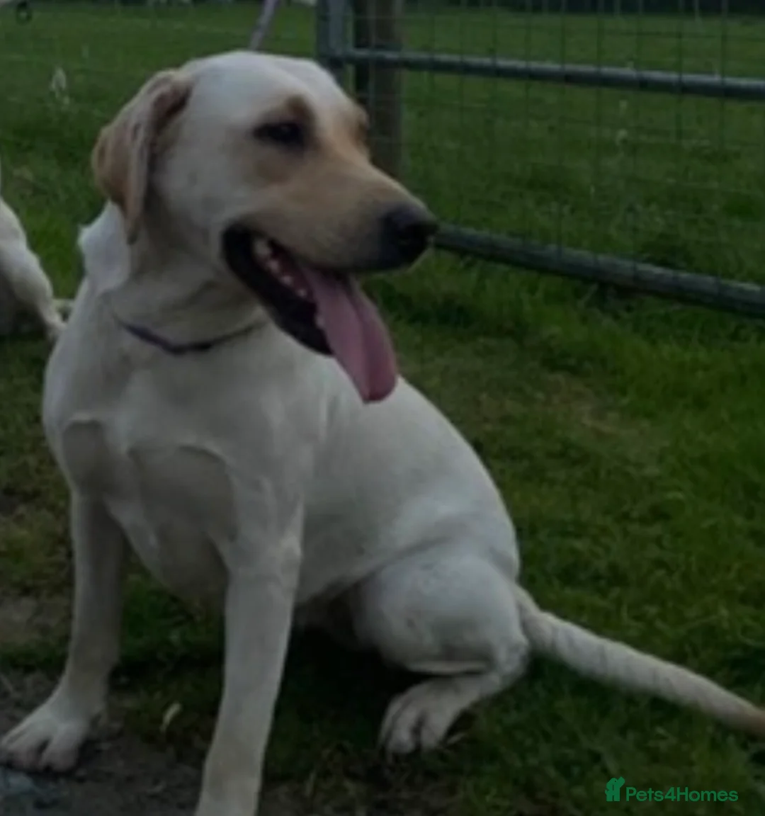 Labrador Retriever dogs for sale: Labrador puppies in Neath - Advert 1