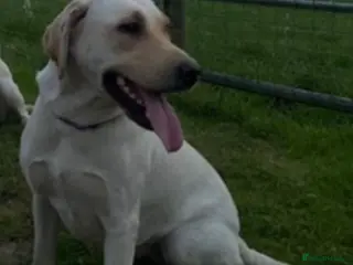 Labrador Retriever dogs Labrador puppies - Advert 5