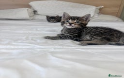 Bengal cats for sale: 4 Bengal cross kittens  - Image 13