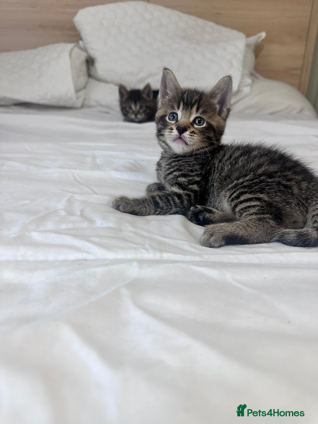Bengal cats for sale: 4 Bengal cross kittens  - Image 13