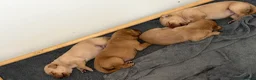 Labrador Retriever dogs for sale: FTCH KC Registered  - Advert 12