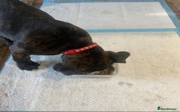 Mixed Breed dogs for sale: Old tyme bulldog in Shotts - Image 16
