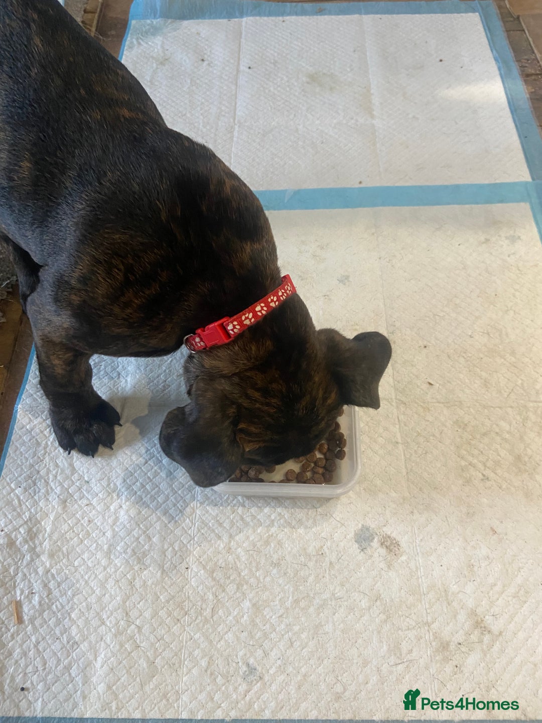 Mixed Breed dogs for sale: Old tyme bulldog in Shotts - Image 16