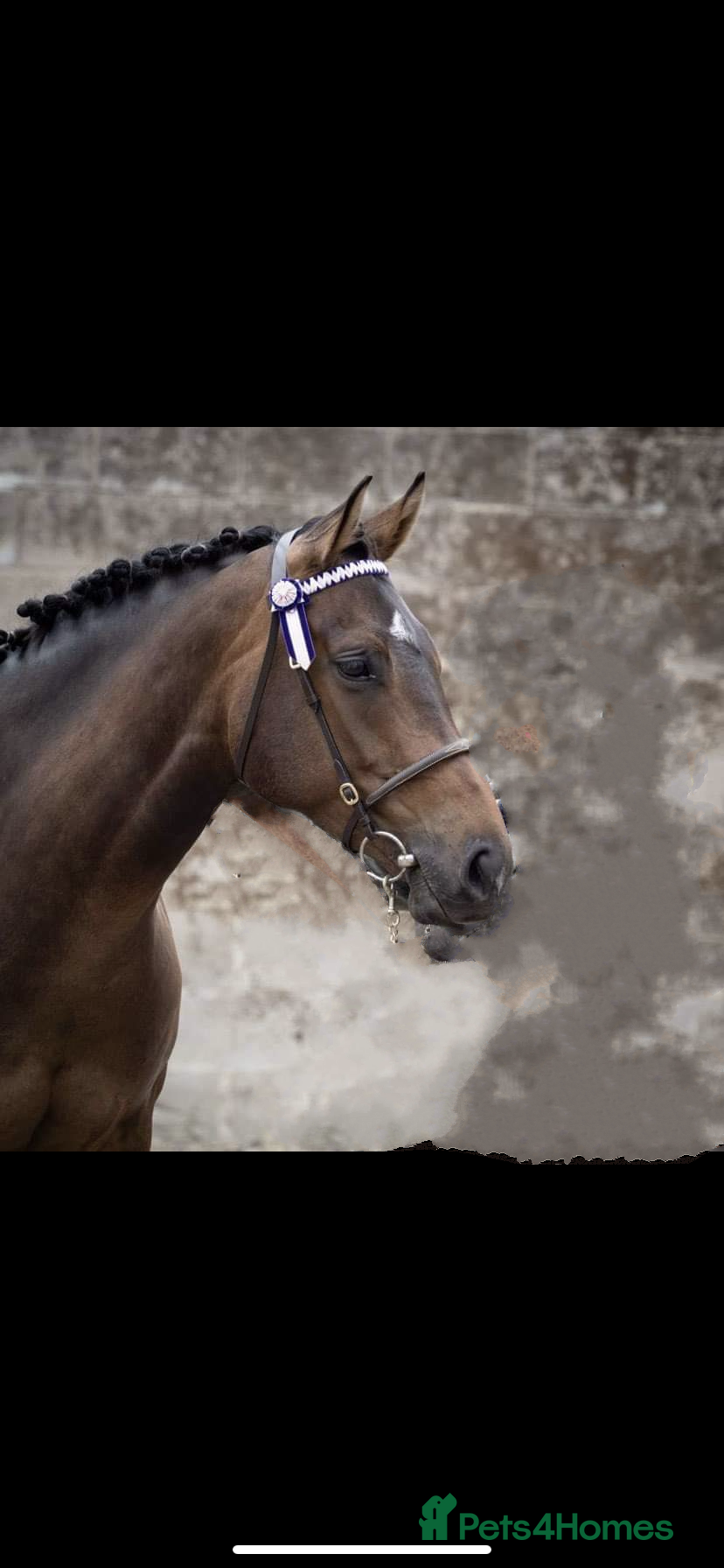 Other Breed horses Unbroken 16’2 German warmblood x Appaloosa  - Advert 5