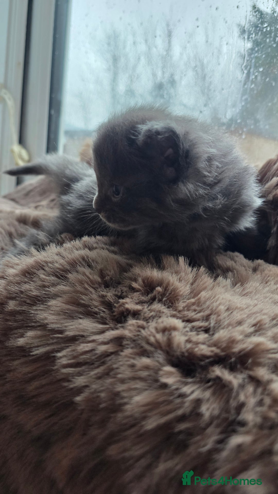 Maine Coon cats for sale: Stunning Mainecoons - Advert 17