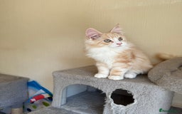 Maine Coon cats for sale: Stunning Maine coon kittens - Image 6