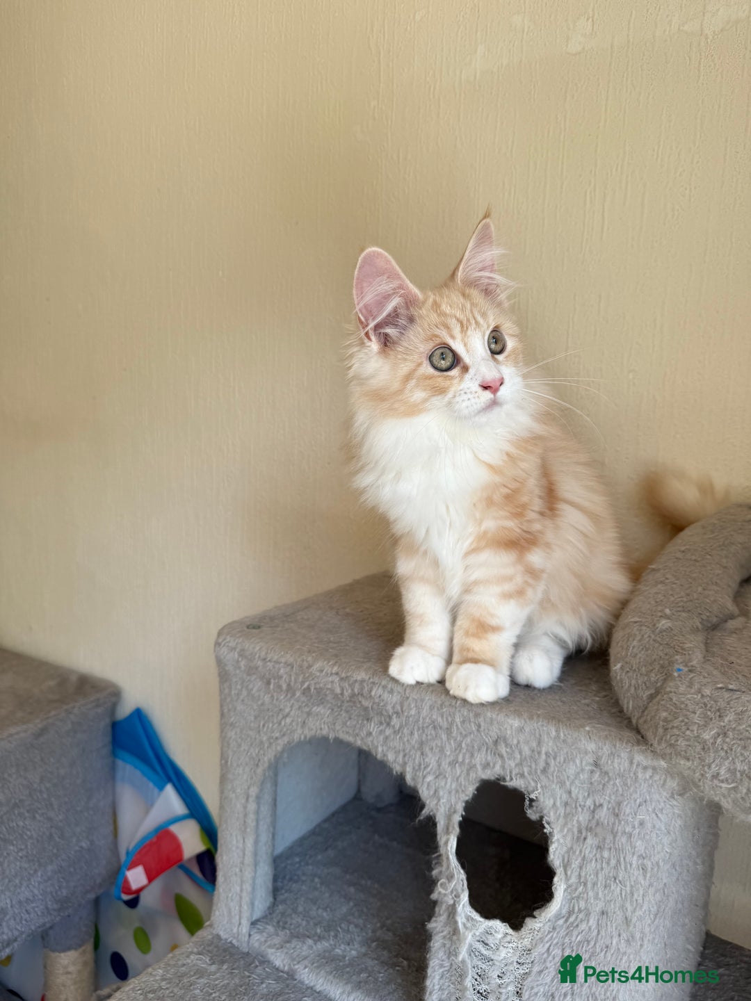 Maine Coon cats for sale: Stunning Maine coon kittens - Image 6