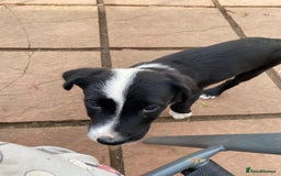 Mixed Breed dogs for sale: Old English sheepdog /border collie/bordoddle  - Image 3