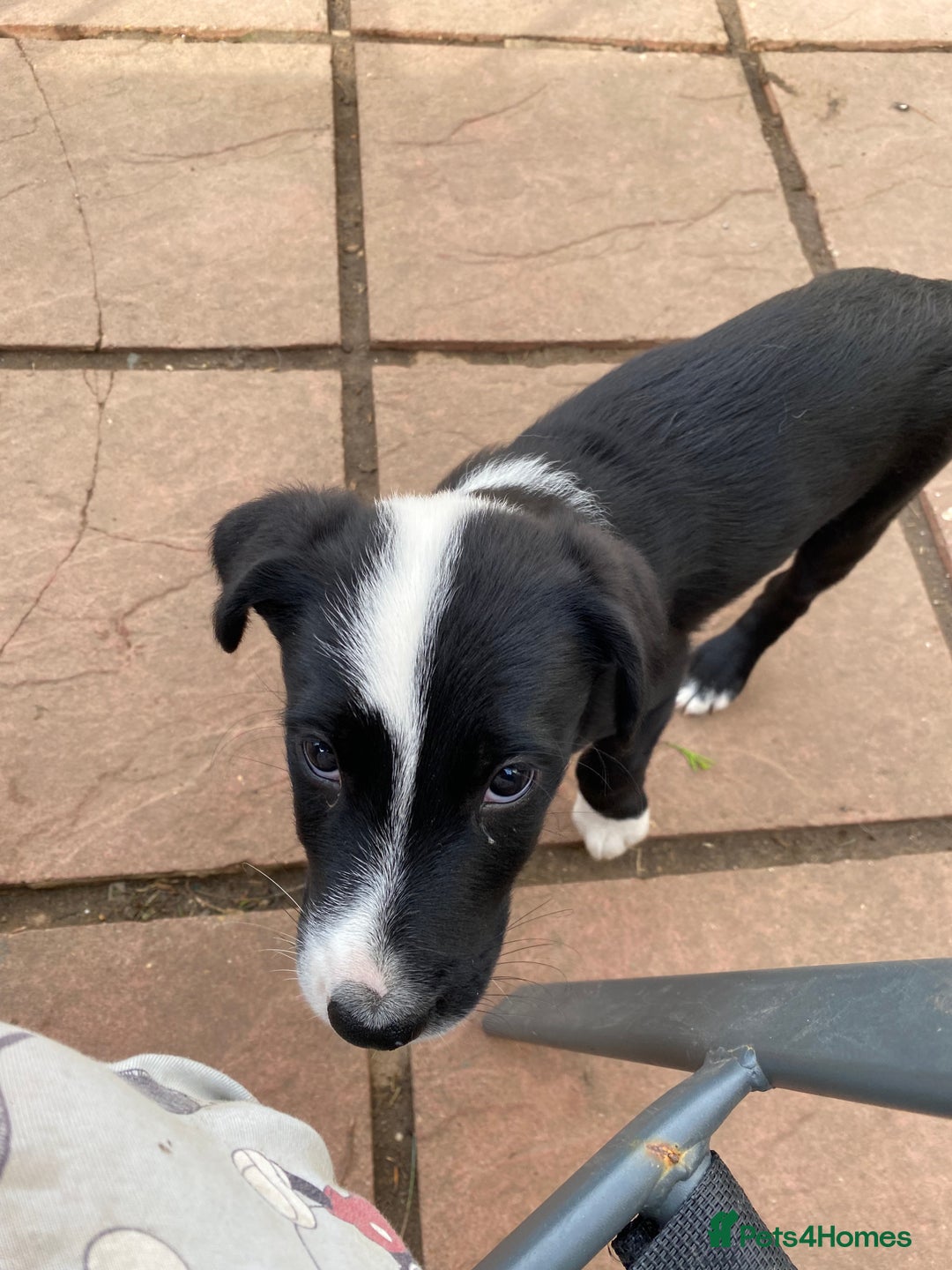 Mixed Breed dogs for sale: Old English sheepdog /border collie/bordoddle  - Image 3