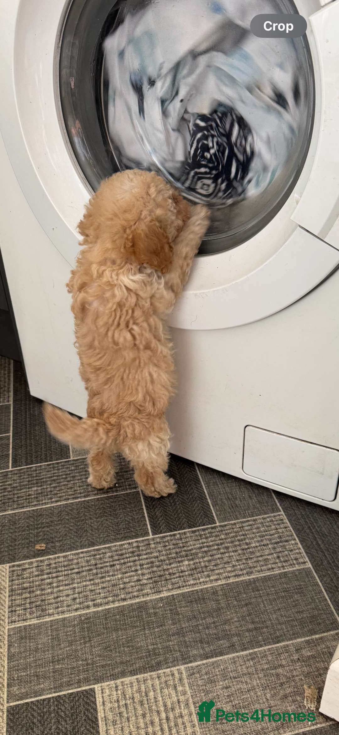 Toy Poodle dogs for sale: Toy Poodles  - Image 3