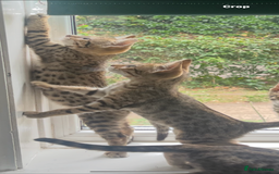 Bengal cats for sale: Bengal cubs for sale  - Image 8
