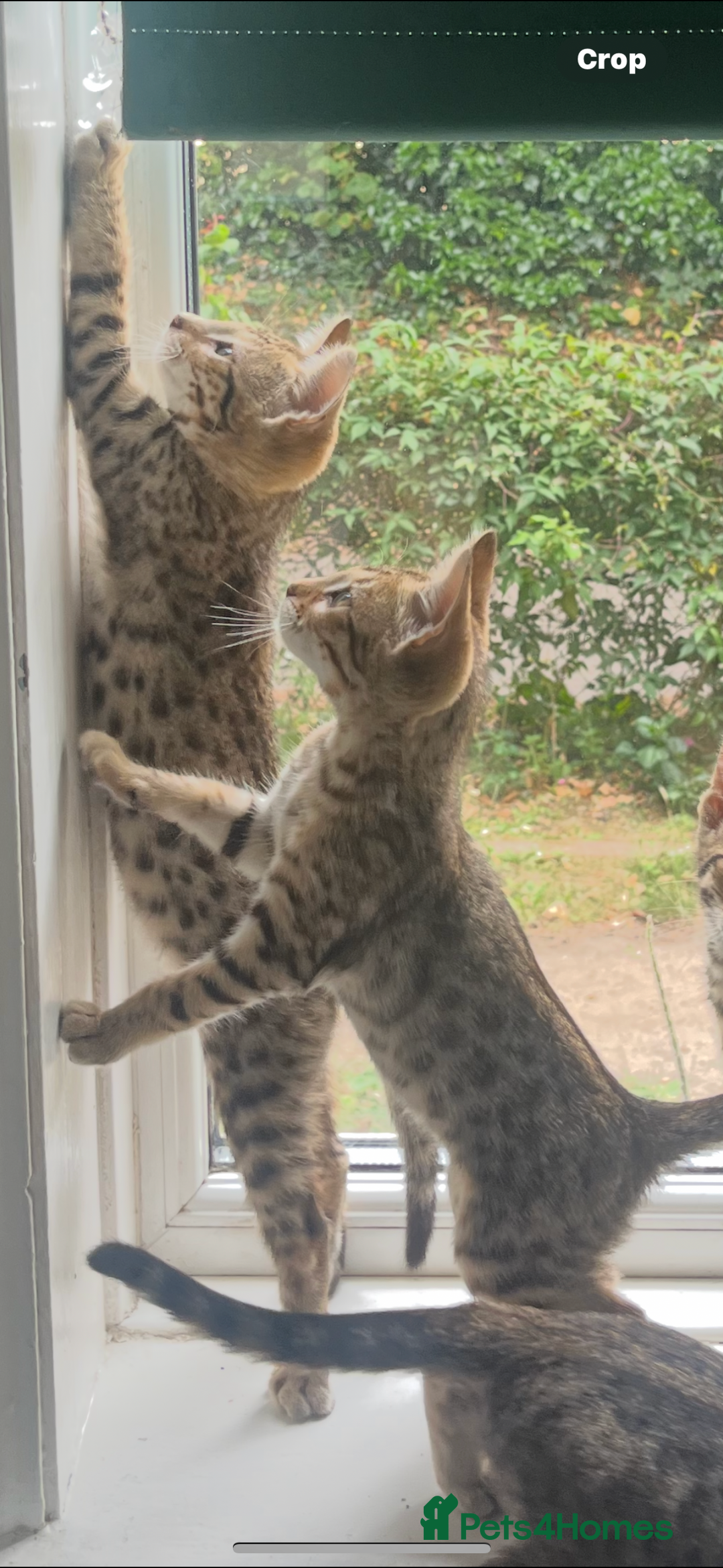 Bengal cats for sale: Bengal cubs for sale  - Image 8