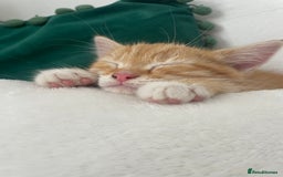British Shorthair cats for sale: 3 month old kitten. ginger  - Image 1