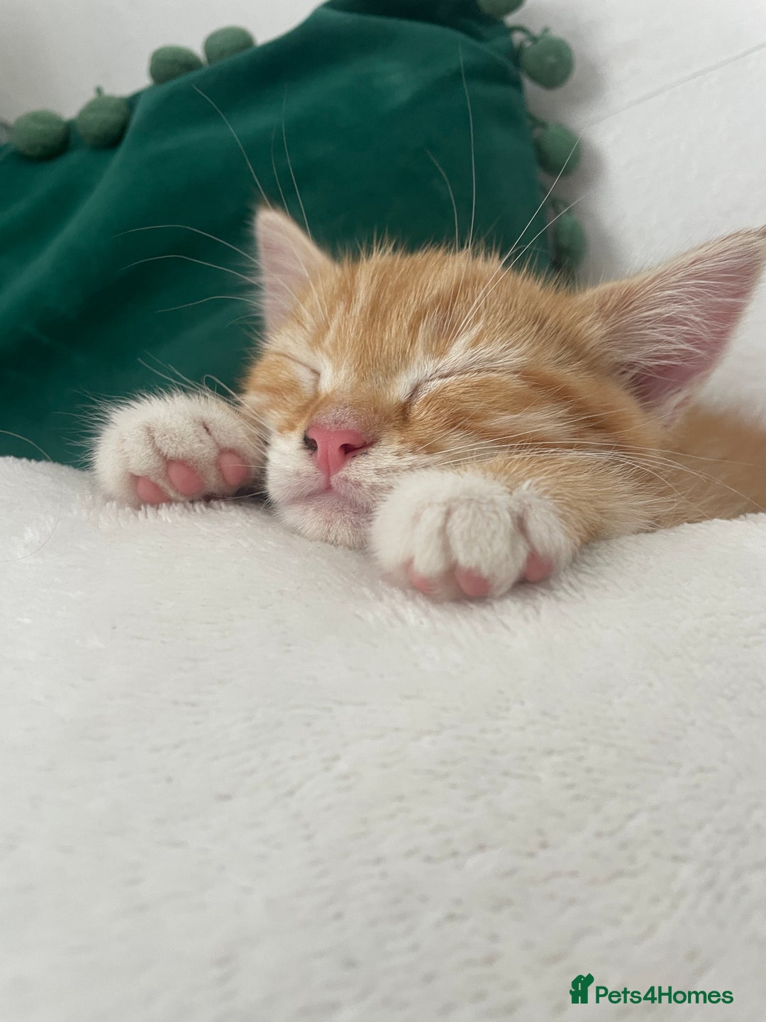 British Shorthair cats for sale: 3 month old kitten. ginger  - Image 1