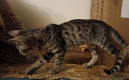 Bengal cats for sale: Bedazzled Early Generation Bengal kittens  - Image 10