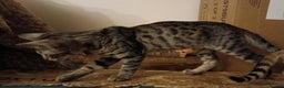Mixed Breed cats for sale: G5 Asian Leopard Bengal X Kittens  - Advert 10
