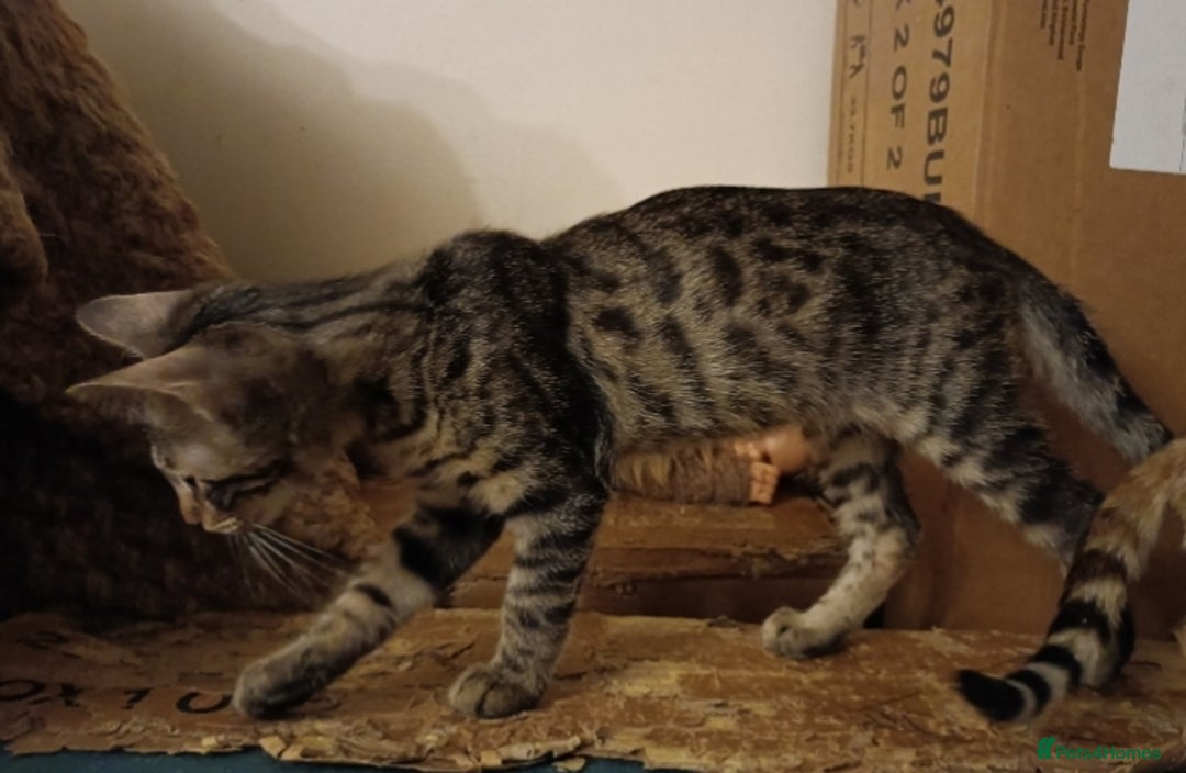 Bengal cats for sale: Bedazzled Early Generation Bengal kittens  - Image 10